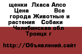 щенки  Лхаса Апсо › Цена ­ 20 000 - Все города Животные и растения » Собаки   . Челябинская обл.,Троицк г.